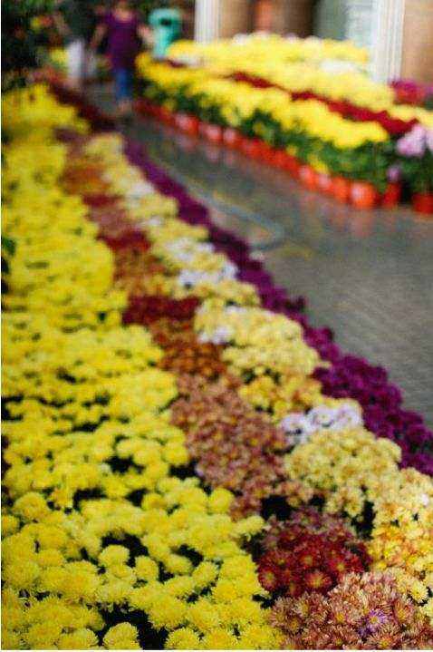Bouquet Dedavo
